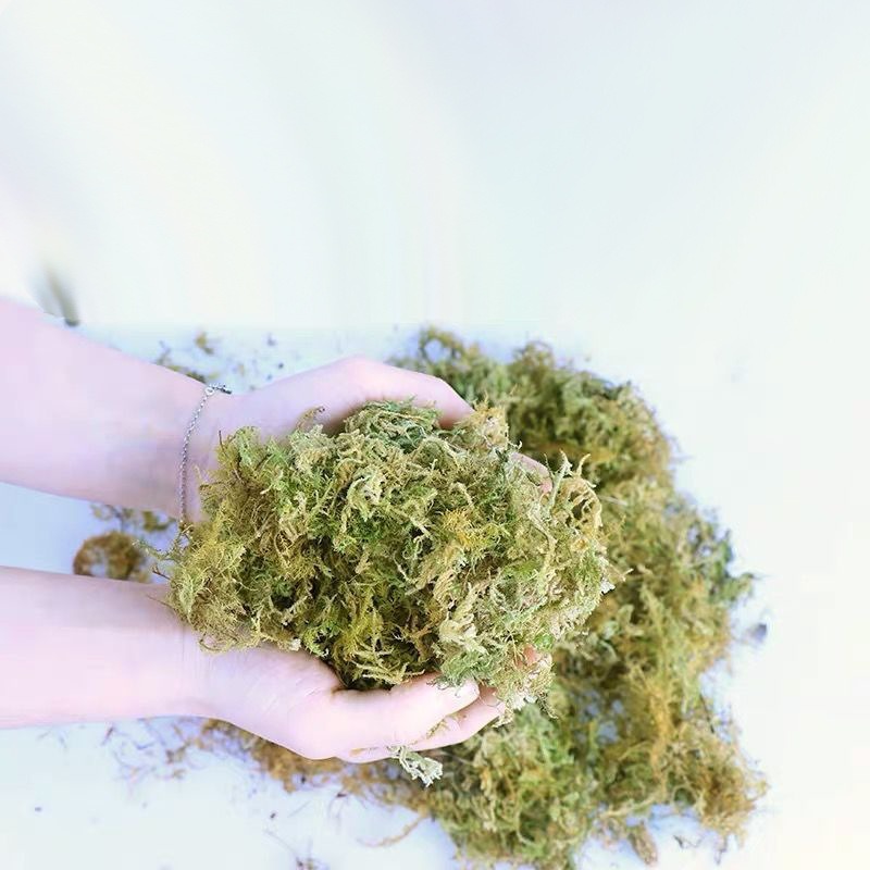 Natuurlijk gedroogd mos voor r - Preserved Moss Sheet recensie en prijs